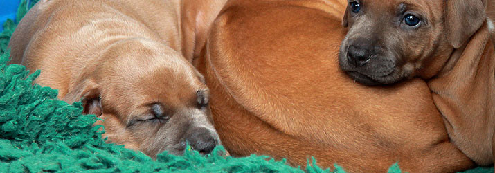 Rhodesian Ridgeback puppy