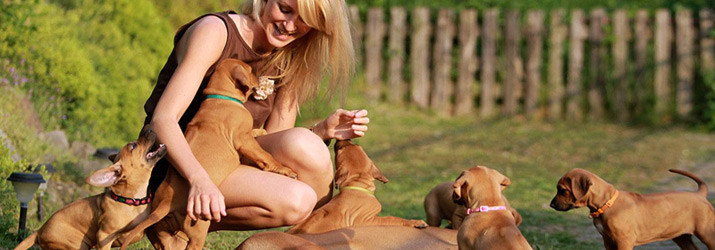 Rhodesian Ridgeback puppy