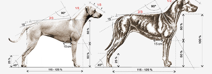 rhodesian ridgeback standard