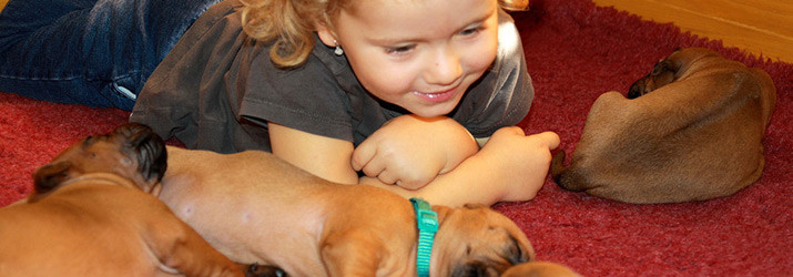 Rhodesian ridgeback puppies